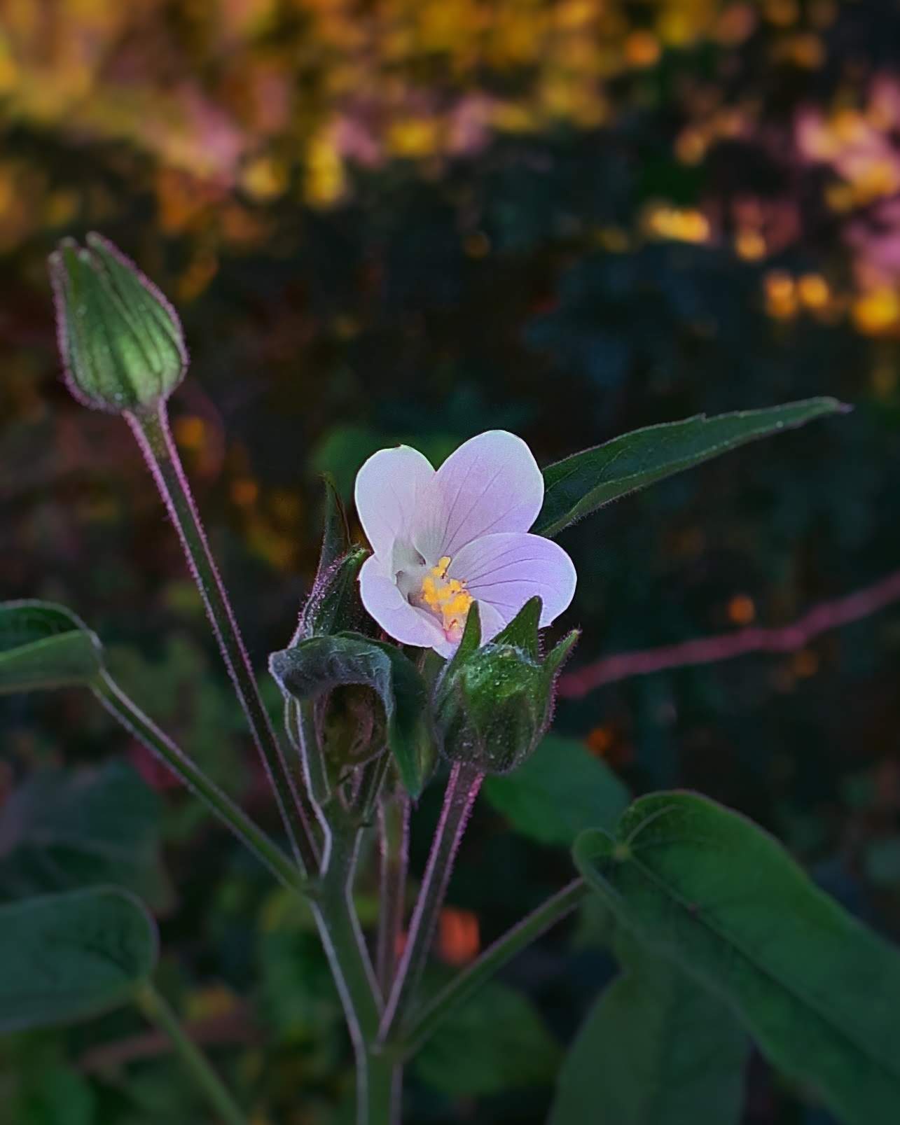 light pink flower at sunrise itmnthn manthankumar satani